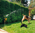 Click to enlarge Bird X Hydroblast Scarecrow Deters Unwanted Pets