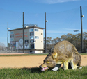 3D Coyote Deployed at Sports Field
