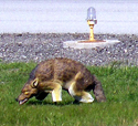 3D Coyote for Airport Bird Deterrent