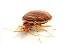This is Why You Need the Bed Bug Alert!