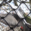 Premium Bird Netting Keeps Birds Out