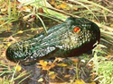 Gatorguard Waterfowl Visual Deterrent