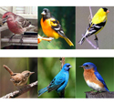 Bird X Songbird Magnet Can Attract These Birds