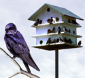 Bird X Songbird Magnet can encourage the presence of Purple Martins