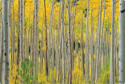 Imagine Work Surface with Aspens